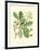 Acorns & Foliage I-null-Framed Art Print