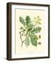 Acorns & Foliage I-null-Framed Art Print