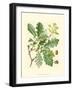 Acorns & Foliage I-null-Framed Art Print