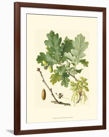 Acorns & Foliage II-null-Framed Art Print