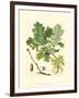 Acorns & Foliage II-null-Framed Art Print