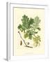 Acorns & Foliage II-null-Framed Art Print