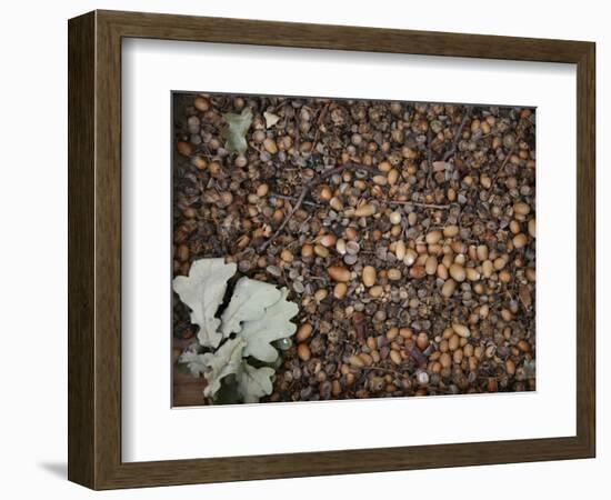 Acorns-Charlie Millar-Framed Giclee Print