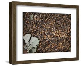 Acorns-Charlie Millar-Framed Giclee Print