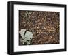 Acorns-Charlie Millar-Framed Giclee Print