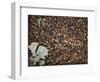 Acorns-Charlie Millar-Framed Giclee Print