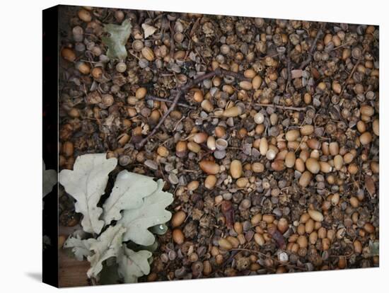 Acorns-Charlie Millar-Stretched Canvas