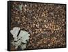 Acorns-Charlie Millar-Framed Stretched Canvas