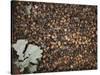 Acorns-Charlie Millar-Stretched Canvas