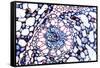 Acorus Calamus Rhizome, Light Micrograph-Dr. Keith Wheeler-Framed Stretched Canvas