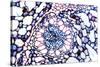 Acorus Calamus Rhizome, Light Micrograph-Dr. Keith Wheeler-Stretched Canvas