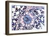 Acorus Calamus Rhizome, Light Micrograph-Dr. Keith Wheeler-Framed Photographic Print