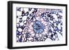 Acorus Calamus Rhizome, Light Micrograph-Dr. Keith Wheeler-Framed Photographic Print