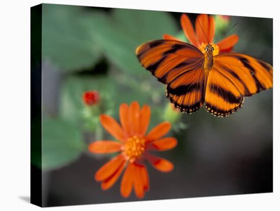 Acraea at Butterfly World, Florida, USA-Michele Westmorland-Stretched Canvas