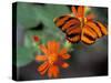 Acraea at Butterfly World, Florida, USA-Michele Westmorland-Stretched Canvas