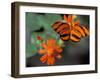 Acraea at Butterfly World, Florida, USA-Michele Westmorland-Framed Premium Photographic Print