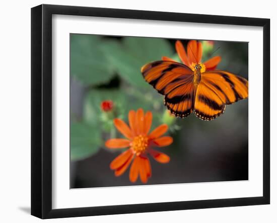 Acraea at Butterfly World, Florida, USA-Michele Westmorland-Framed Premium Photographic Print