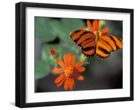 Acraea at Butterfly World, Florida, USA-Michele Westmorland-Framed Premium Photographic Print