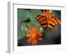 Acraea at Butterfly World, Florida, USA-Michele Westmorland-Framed Premium Photographic Print