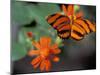 Acraea at Butterfly World, Florida, USA-Michele Westmorland-Mounted Premium Photographic Print