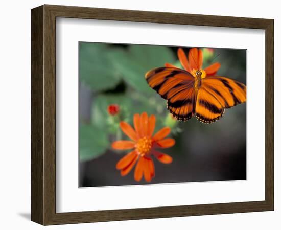 Acraea at Butterfly World, Florida, USA-Michele Westmorland-Framed Photographic Print