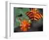 Acraea at Butterfly World, Florida, USA-Michele Westmorland-Framed Photographic Print