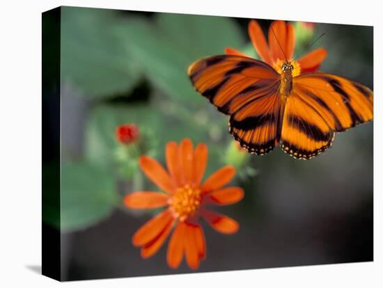 Acraea at Butterfly World, Florida, USA-Michele Westmorland-Stretched Canvas