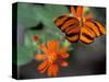 Acraea at Butterfly World, Florida, USA-Michele Westmorland-Stretched Canvas