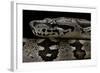 Acrantophis Dumerili (Dumeril's Madagascan Boa)-Paul Starosta-Framed Photographic Print