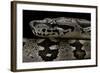 Acrantophis Dumerili (Dumeril's Madagascan Boa)-Paul Starosta-Framed Photographic Print