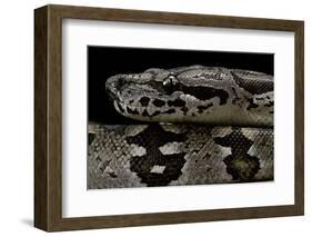 Acrantophis Dumerili (Dumeril's Madagascan Boa)-Paul Starosta-Framed Photographic Print