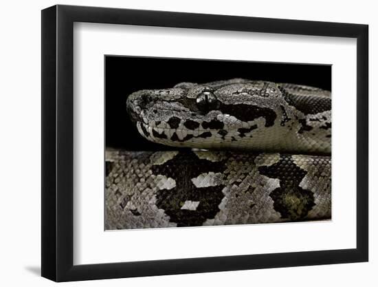 Acrantophis Dumerili (Dumeril's Madagascan Boa)-Paul Starosta-Framed Photographic Print