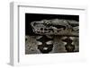 Acrantophis Dumerili (Dumeril's Madagascan Boa)-Paul Starosta-Framed Photographic Print