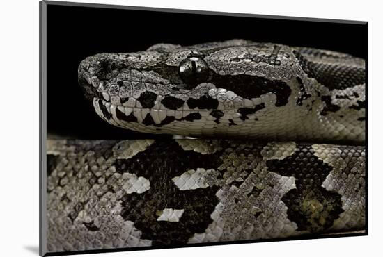 Acrantophis Dumerili (Dumeril's Madagascan Boa)-Paul Starosta-Mounted Photographic Print