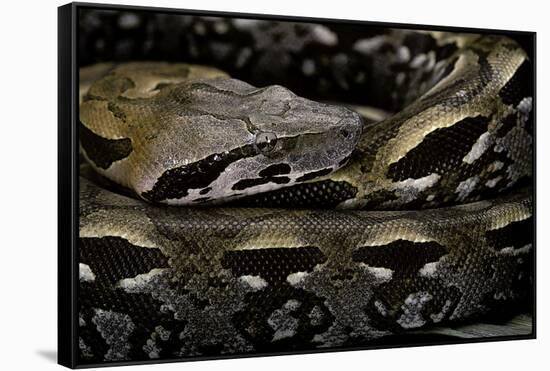 Acrantophis Madagascariensis (Madagascan Boa)-Paul Starosta-Framed Stretched Canvas