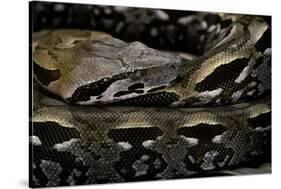 Acrantophis Madagascariensis (Madagascan Boa)-Paul Starosta-Stretched Canvas