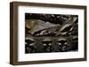 Acrantophis Madagascariensis (Madagascan Boa)-Paul Starosta-Framed Photographic Print