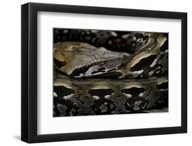 Acrantophis Madagascariensis (Madagascan Boa)-Paul Starosta-Framed Photographic Print