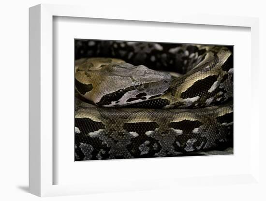 Acrantophis Madagascariensis (Madagascan Boa)-Paul Starosta-Framed Photographic Print