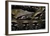 Acrantophis Madagascariensis (Madagascan Boa)-Paul Starosta-Framed Photographic Print