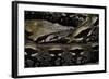 Acrantophis Madagascariensis (Madagascan Boa)-Paul Starosta-Framed Photographic Print