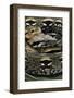 Acrantophis Madagascariensis (Madagascan Boa)-Paul Starosta-Framed Photographic Print