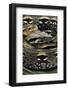 Acrantophis Madagascariensis (Madagascan Boa)-Paul Starosta-Framed Photographic Print