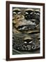 Acrantophis Madagascariensis (Madagascan Boa)-Paul Starosta-Framed Photographic Print