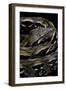 Acrantophis Madagascariensis (Madagascan Boa)-Paul Starosta-Framed Photographic Print