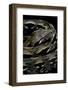 Acrantophis Madagascariensis (Madagascan Boa)-Paul Starosta-Framed Photographic Print