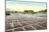 Acres of Drying Prunes-null-Mounted Premium Giclee Print