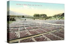 Acres of Drying Prunes-null-Stretched Canvas