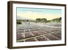 Acres of Drying Prunes-null-Framed Art Print