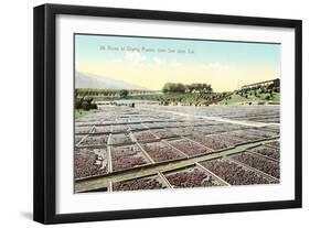 Acres of Drying Prunes-null-Framed Art Print